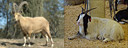 Comparison of Wild and Domesticated Goats