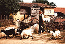 Shepherd in a Muhacir (immigrant) Village, Bursa, Turkey